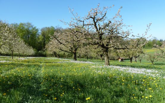 Kirschbäume und Blumenwiese als Bienenweide